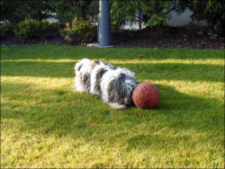 Lieblingsspielzeug: der Boomer-Ball