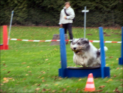 Flyball mit lernfähigem Fotografen