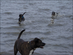 für Bälle geht die Gang ins Wasser