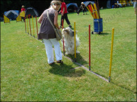 Agility mit Anna