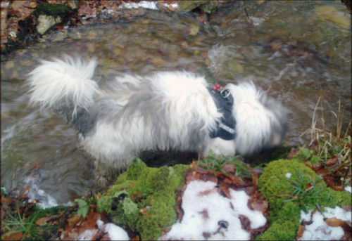  Boffin testet das Wasser auf Trinkqualität