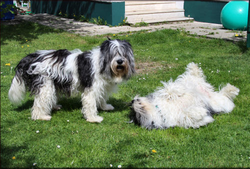  Aliki und Jule in Bayern 