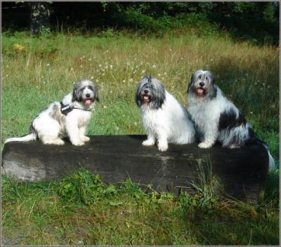  Boffin, Aliki und Jule auf der Judenbuche