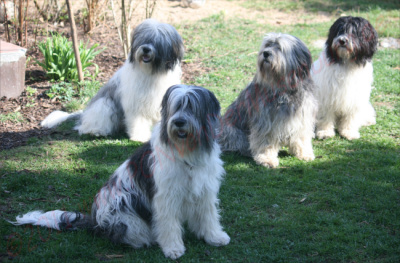 Jule, Aliki, Cleo und Tiquila